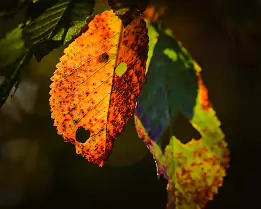 Fading Ember Macro photograph of partially decayed autumn leaves glowing in sunlight. The backlit textures reveal rich orange, yellow, and green tones with small holes and...