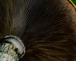 Hidden Cathedral Close-up macro photograph of the underside of a mushroom, showing the radial gill structure in fine detail with a shallow depth of field. The dark brown gills...