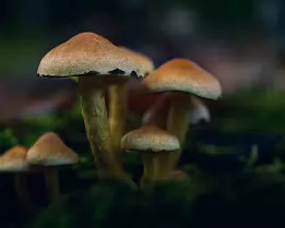 Humble Congregation A small cluster of tawny mushrooms rises from a lush mossy forest floor, softly lit by diffused autumn light, their delicate stems and caps forming a gentle,...
