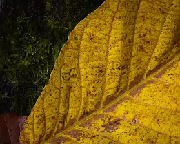 Autumn’s Memory Close-up of a mottled yellow autumn leaf resting against dark green moss, revealing intricate veins and fine texture in soft, even light.