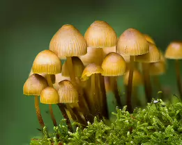 Tiny Kingdom Delicate mushrooms with pale caps grow in a mossy patch of forest floor.