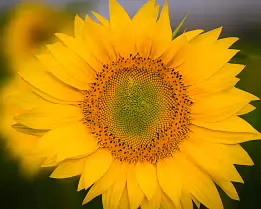 Golden Geometry A close-up of a sunflower reveals a tight spiral of seeds and yellow petals.